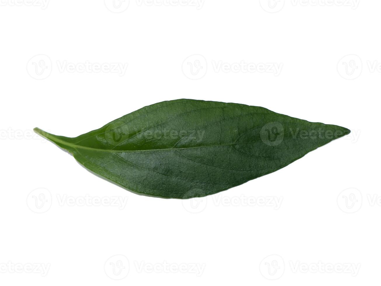 Close up Andrographis paniculata leaves on white background photo