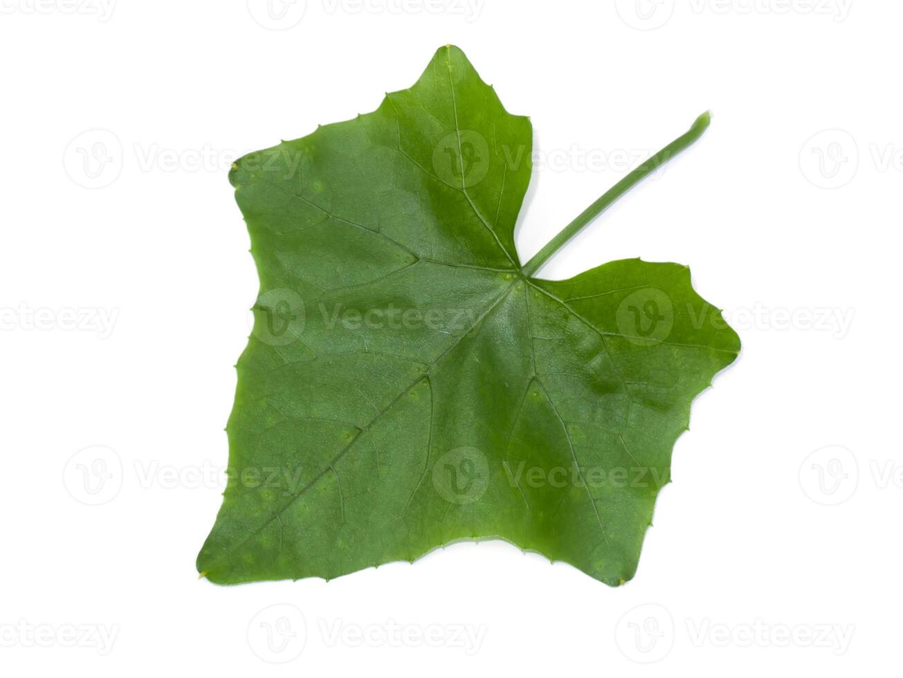 Green ivy leaf on white background. photo