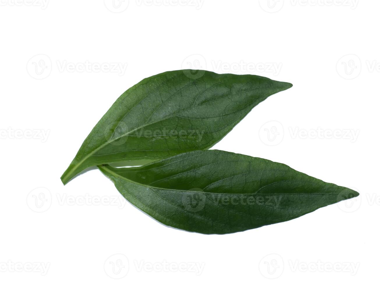 Close up Andrographis paniculata leaves on white background photo
