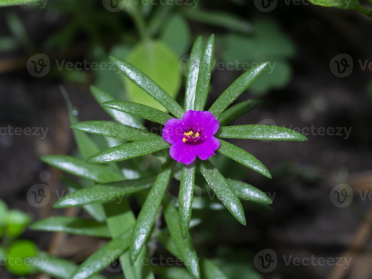 Close up Mini Portulaca flower. photo