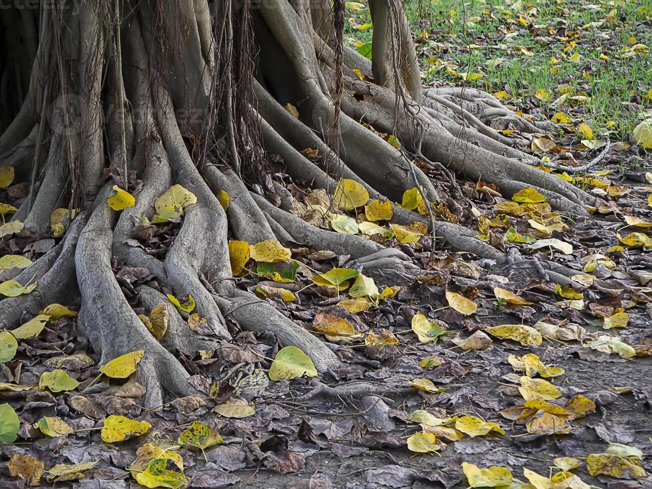 Large root of Bodhi tree with leaf on the ground. photo