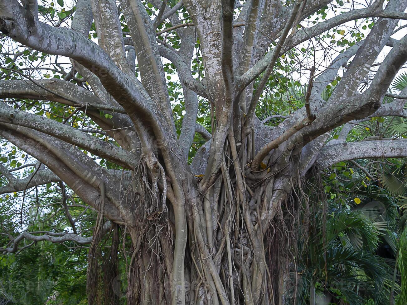 Large root of Bodhi tree with leaf on the ground. photo