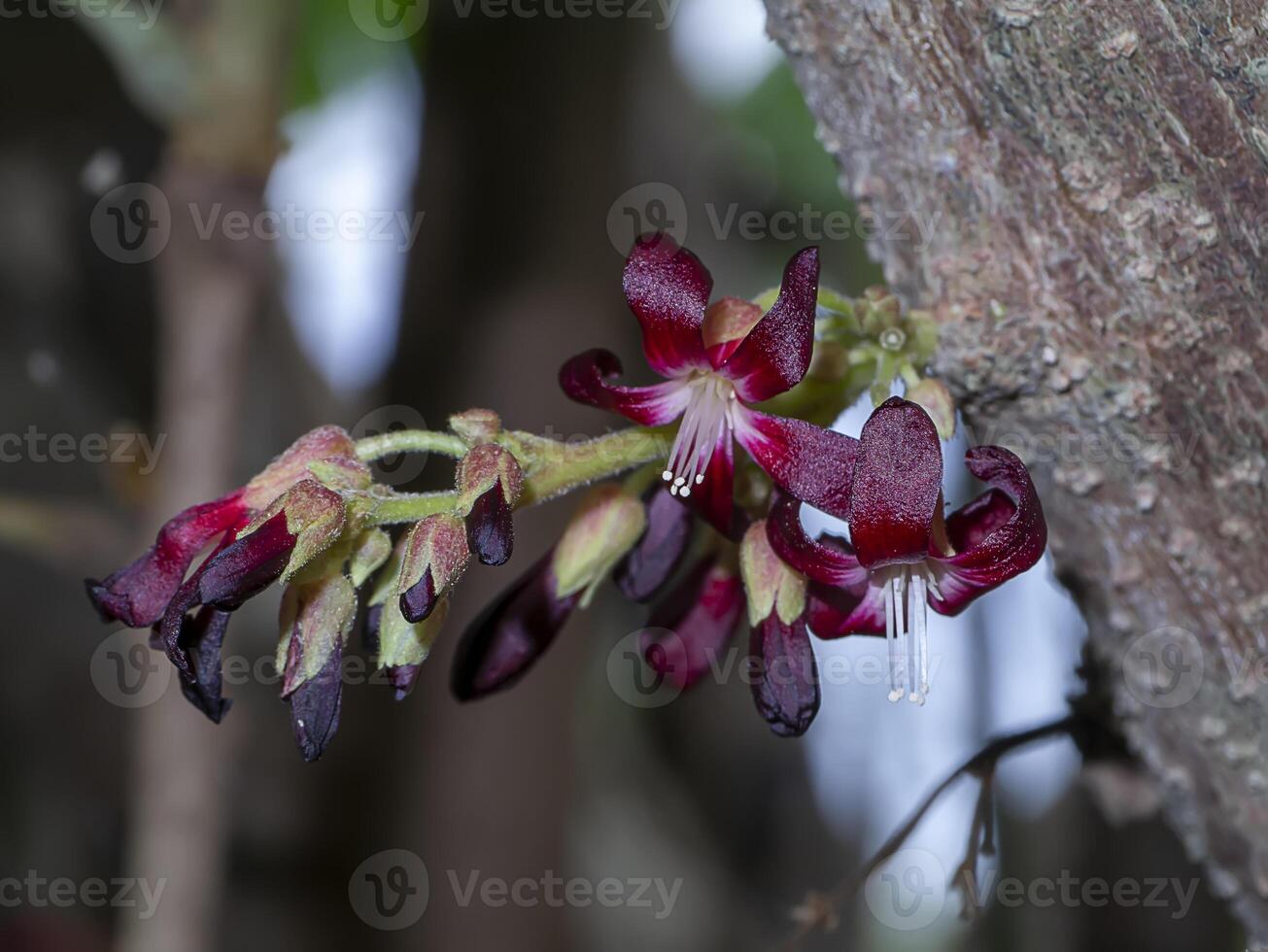 Close up Bilimbing flower. Averrhoa bilimbi. photo