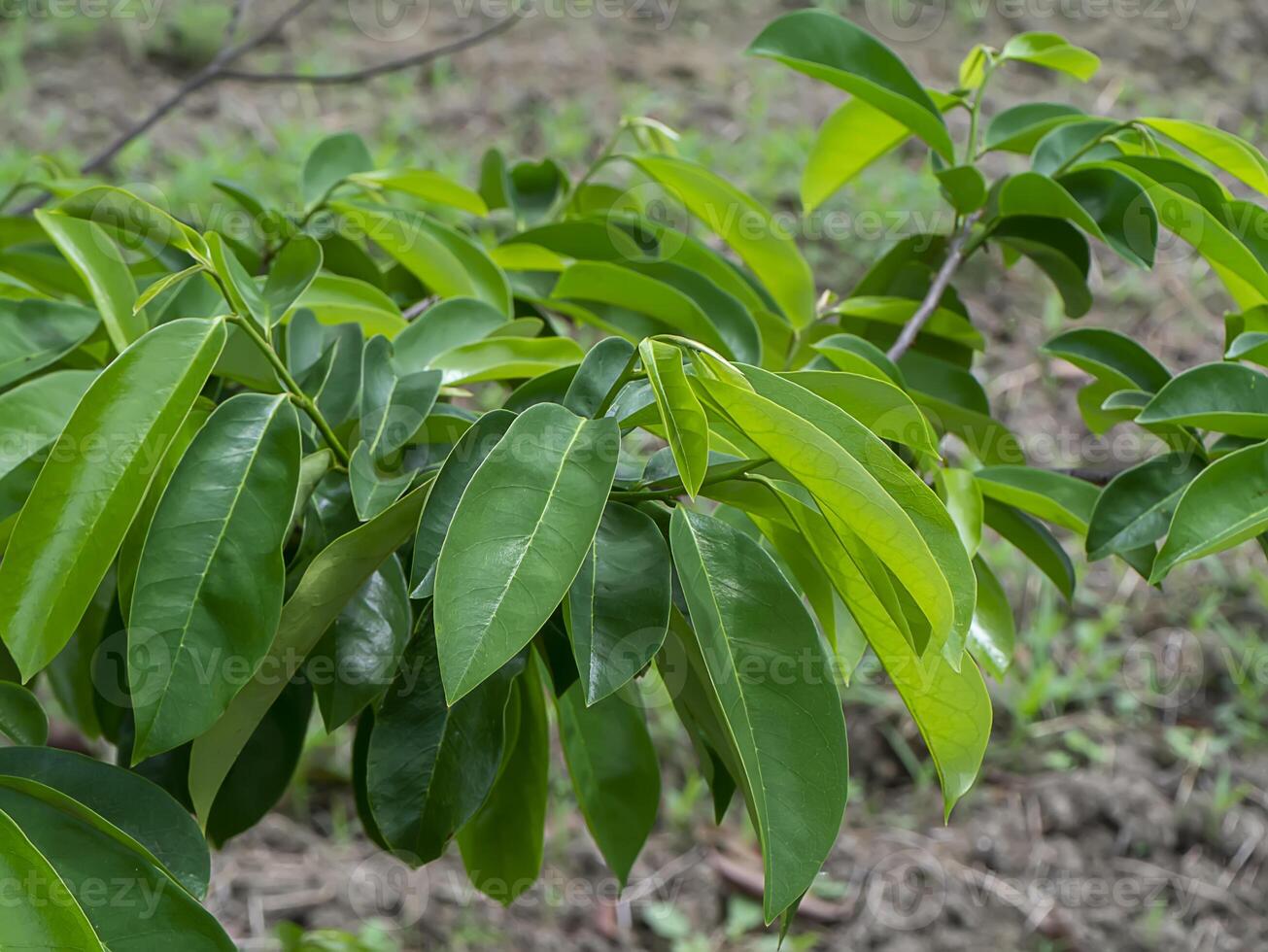 Soursop fruit, Prickly Custard leaves. Plant for Treatment of carcinoma photo