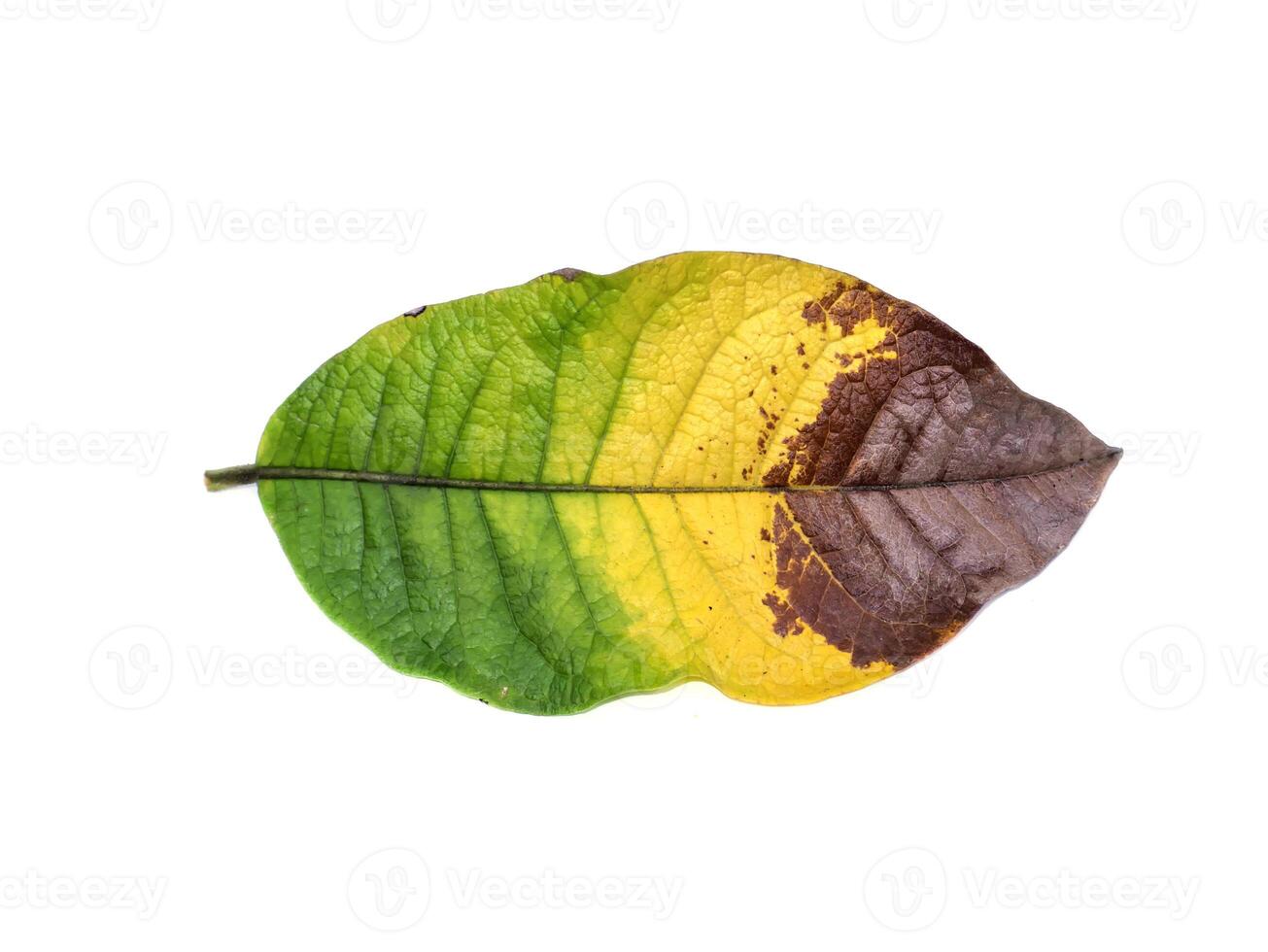 Close up leaf are changing color on white background. photo