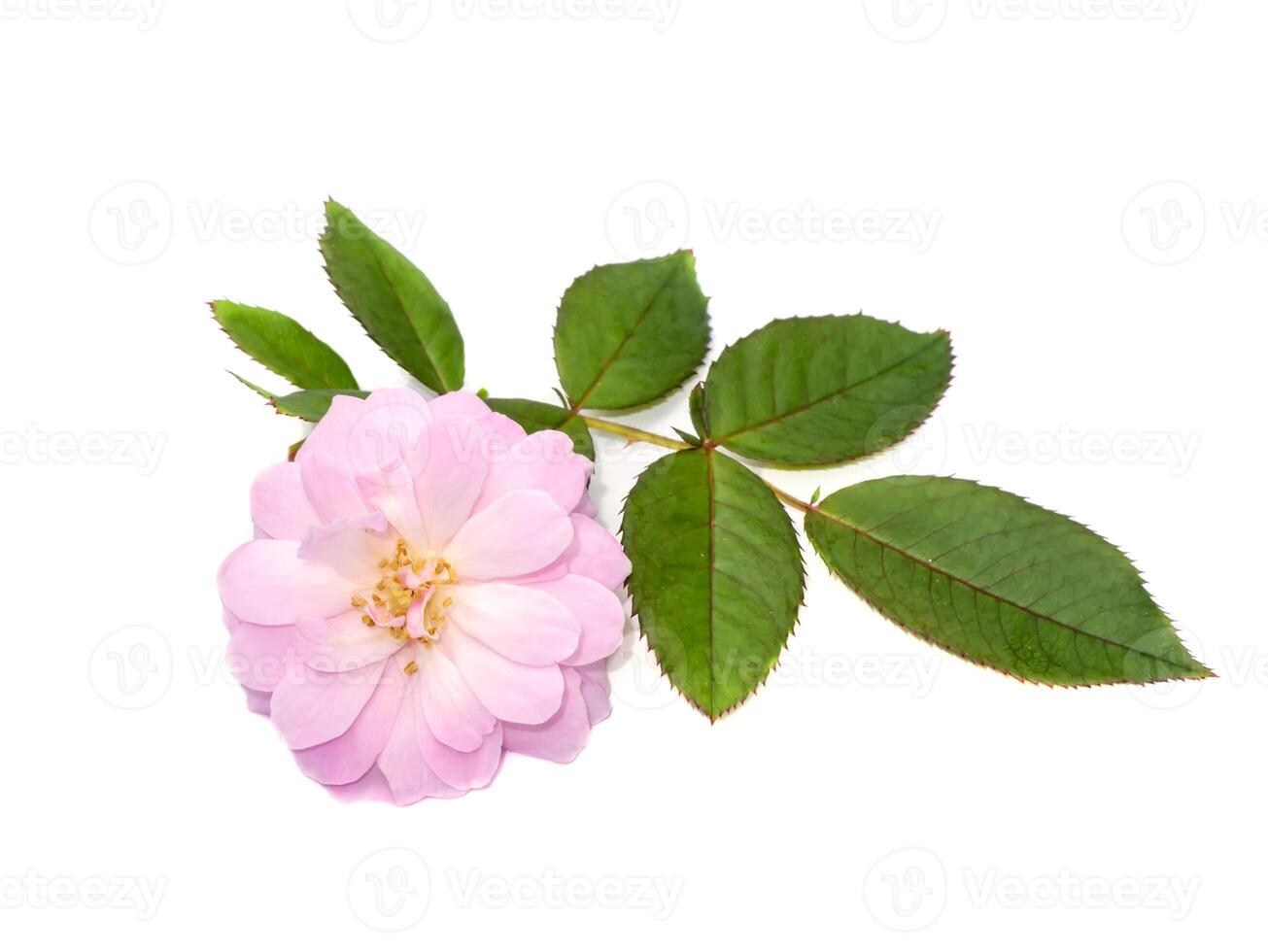 Pink of Damask Rose flower on white background. photo