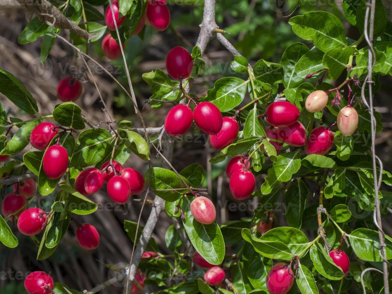 High vitamin C Fruit of Bengal Currants, Carandas-plum, Karanda on tree. photo