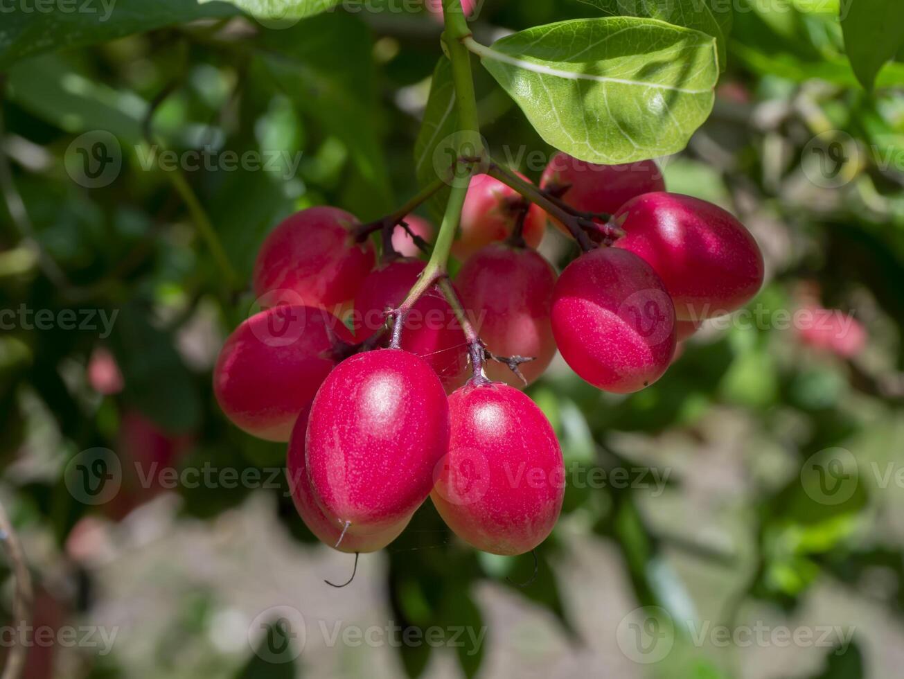 High vitamin C Fruit of Bengal Currants, Carandas-plum, Karanda on tree. photo