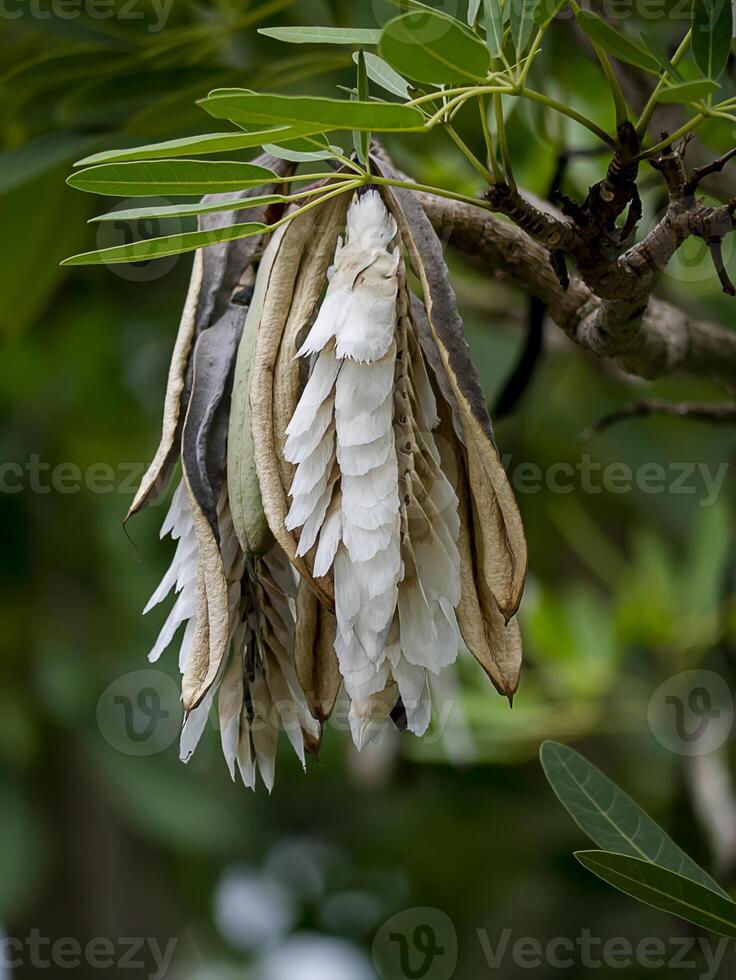 Close up Caribbean trumpet-tree seeds on the tree. photo