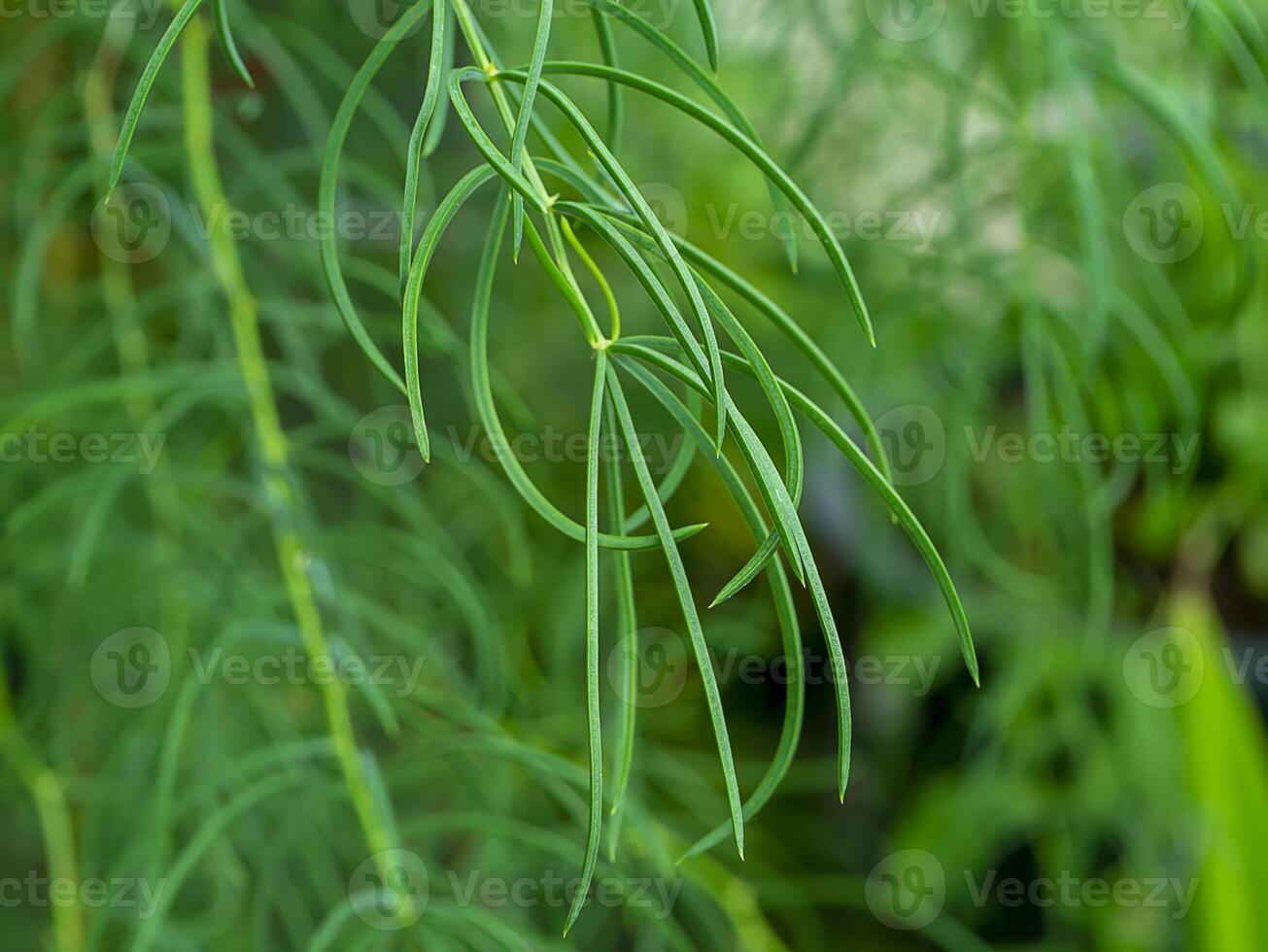 Close up of Shatavari plant. photo