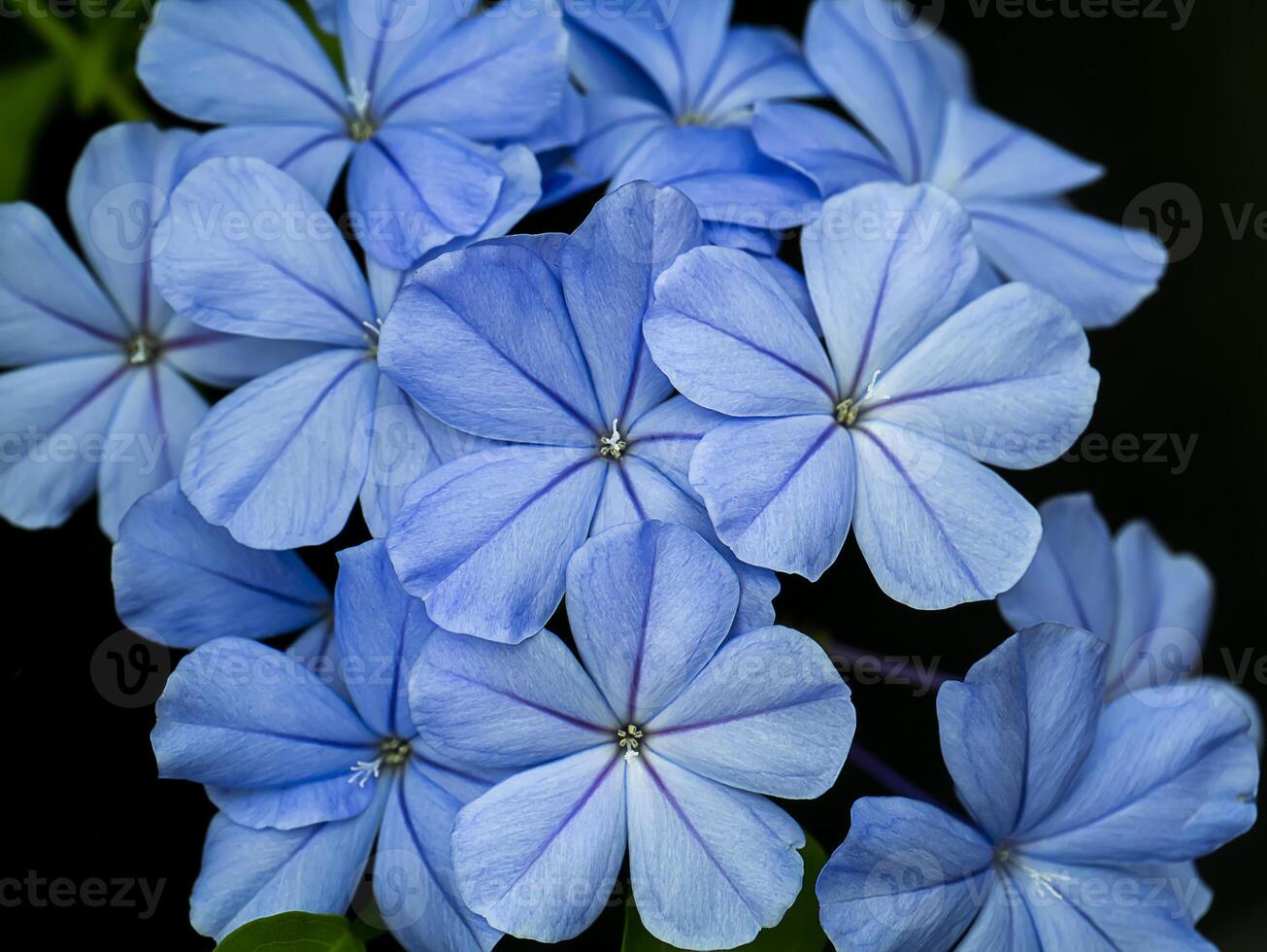 Blue flower of Cape leadwort in the garden. photo