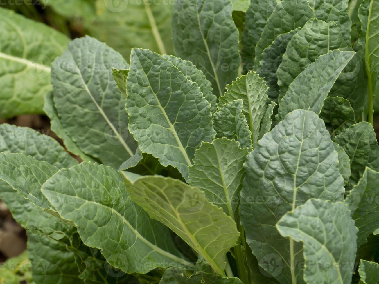 Close up kale leaves on the tree. photo
