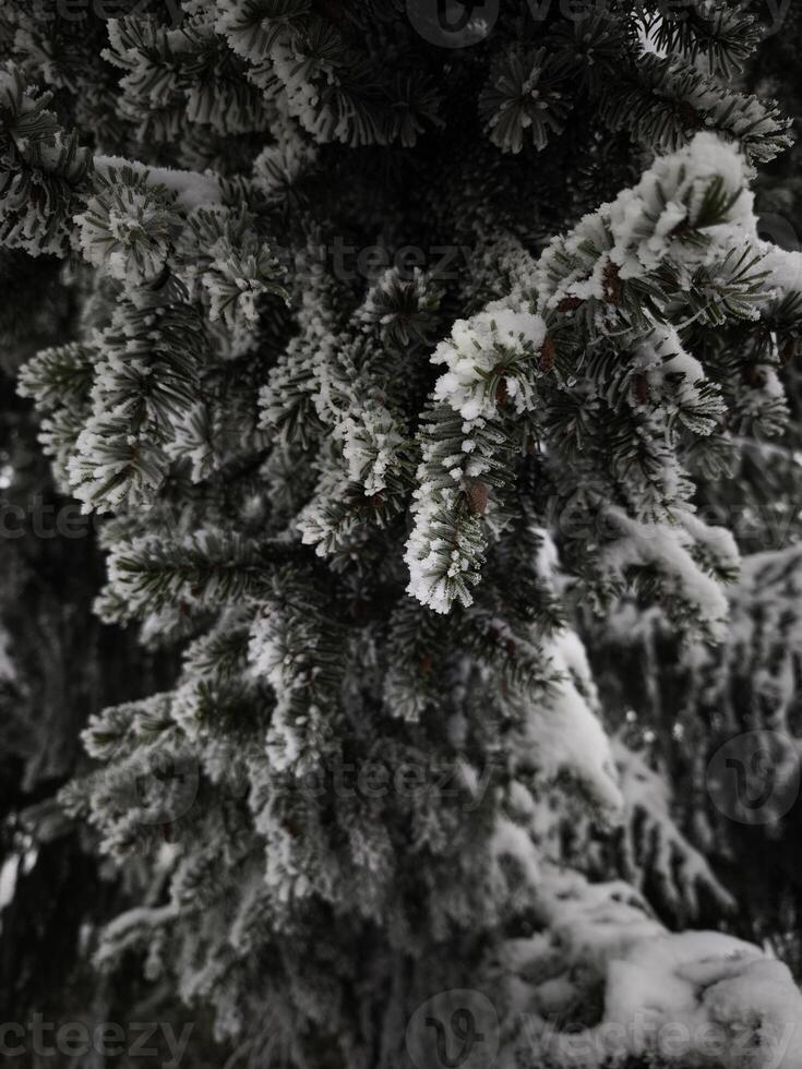 Snow gently dusting pine tree branches in winter wonderland photo