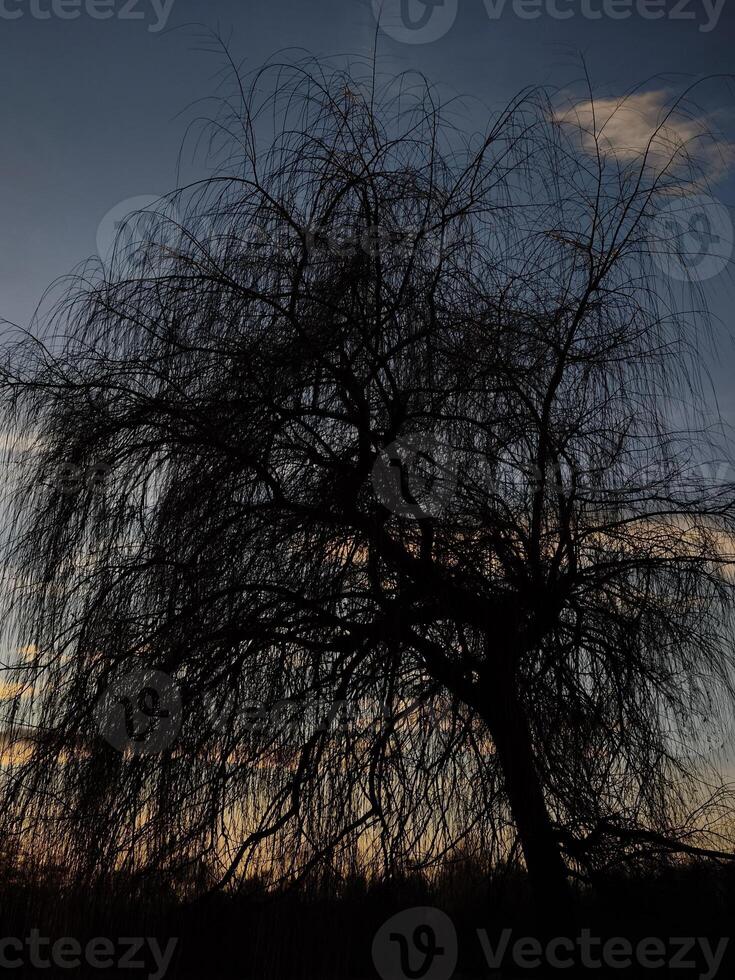 Weeping willow silhouette against a colorful sunset in Stromovka ceske budejovice, czechia photo