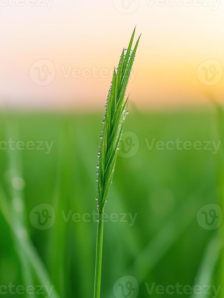 close up of single blade of grass adorned with sparkling dew drops photo