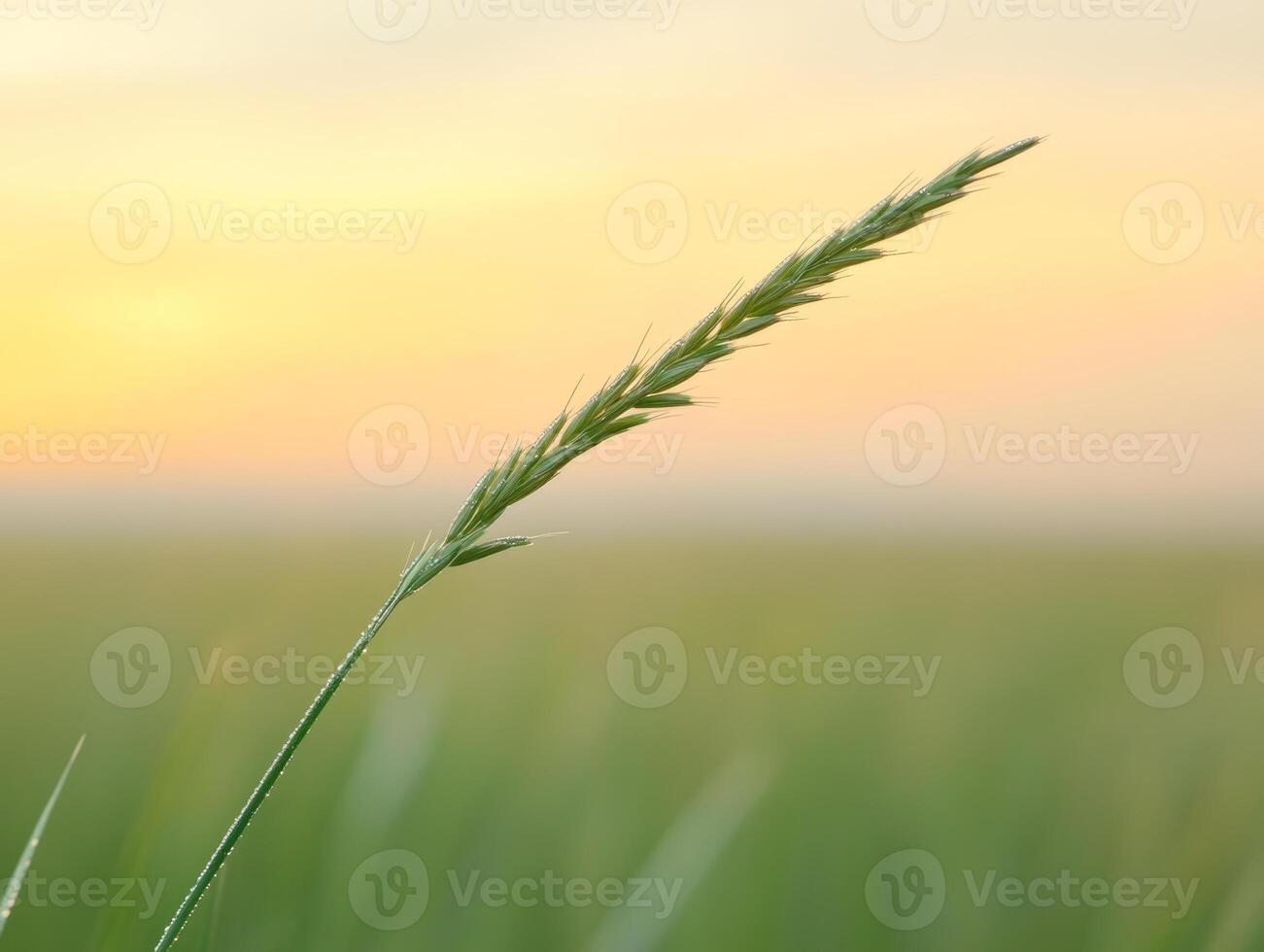 Close up of single blade of grass with sparkling dew at sunrise photo