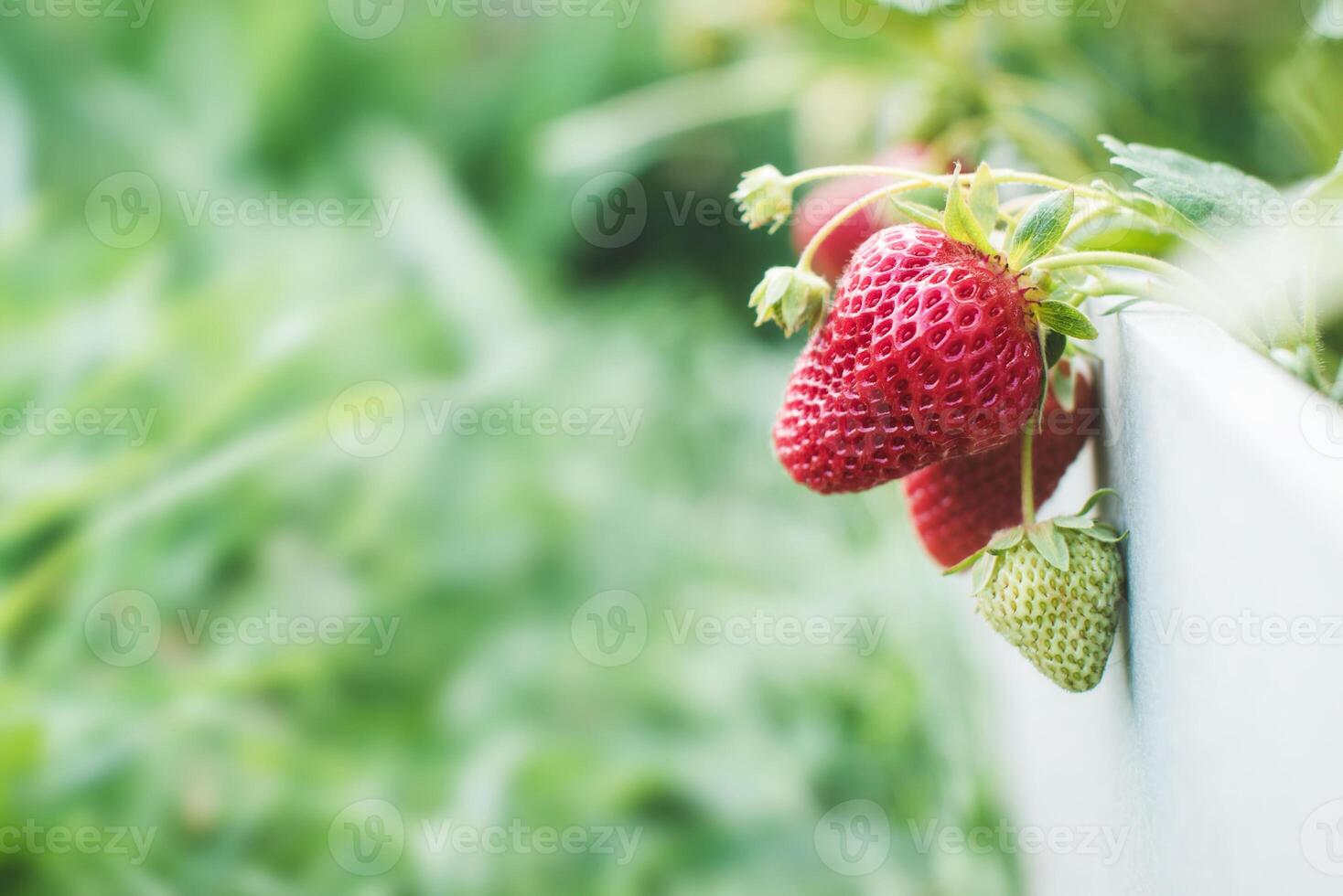 Juicy ripe and unripe strawberries in a berry bed. Blurred background. Place for text. photo