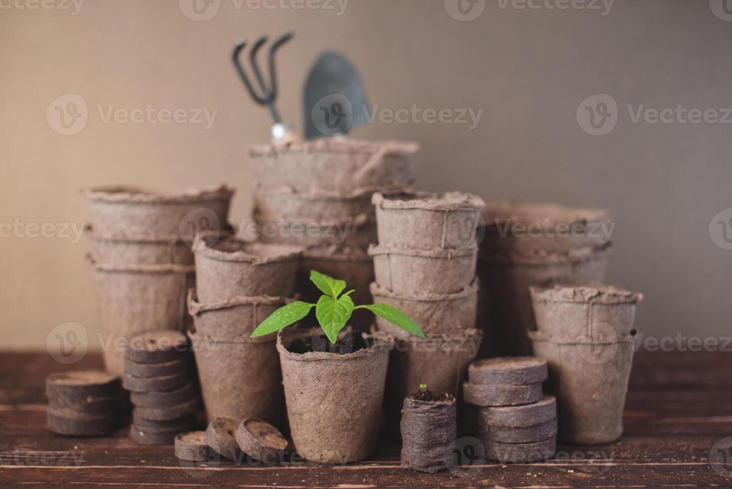 Pepper seedling in a biodegradable peat pot on a wooden background. Peat pots and garden tools. Eco friendly. photo