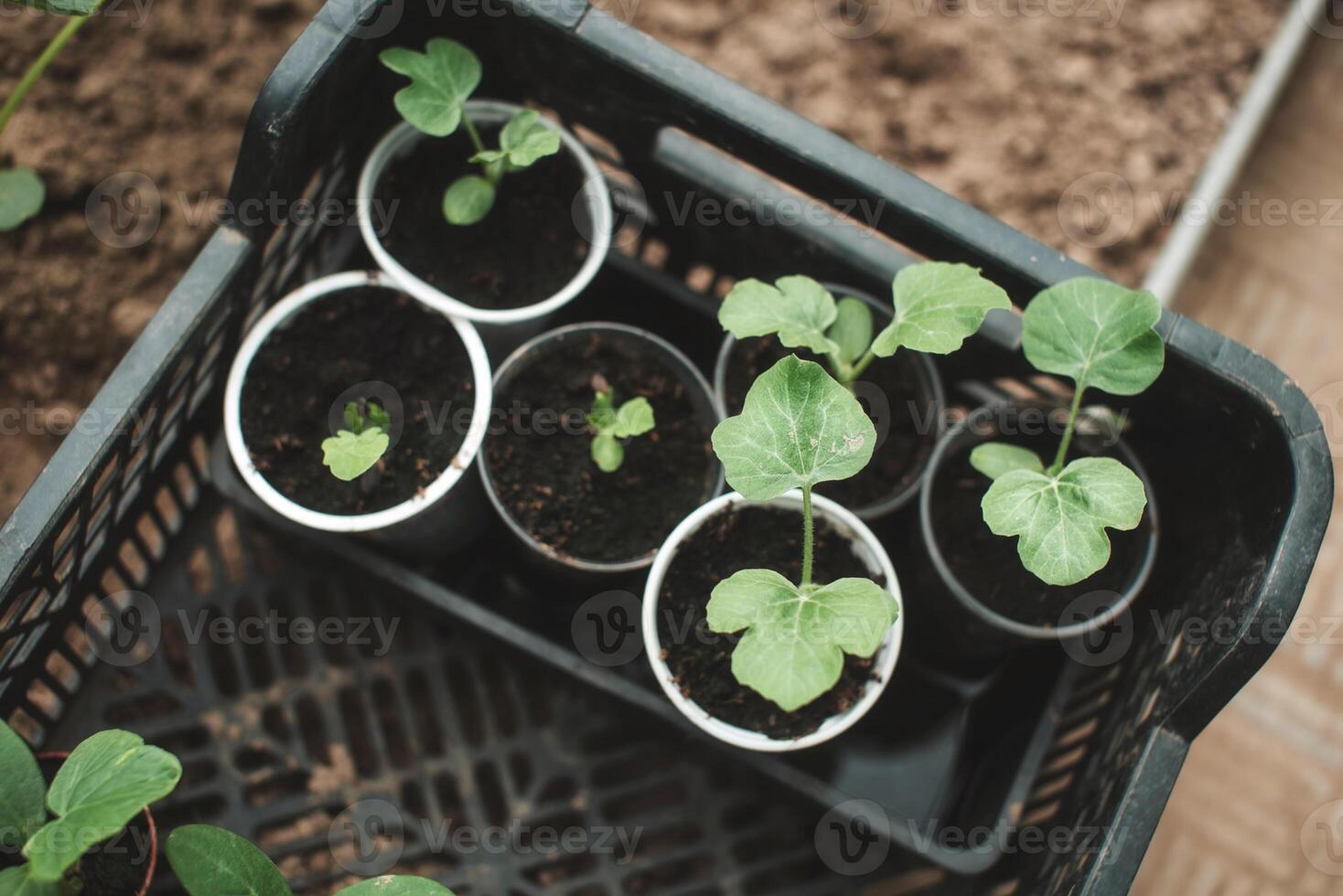 Seedlings of cucumber seeds. The shoots of cucumbers. Green shoots in small seedling pots. photo