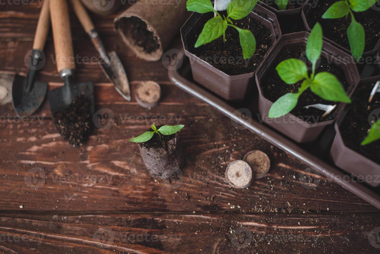 Seedlings, pots, peat tablets and home garden tools on a wooden background. Growing domestic herbs and vegetables. photo