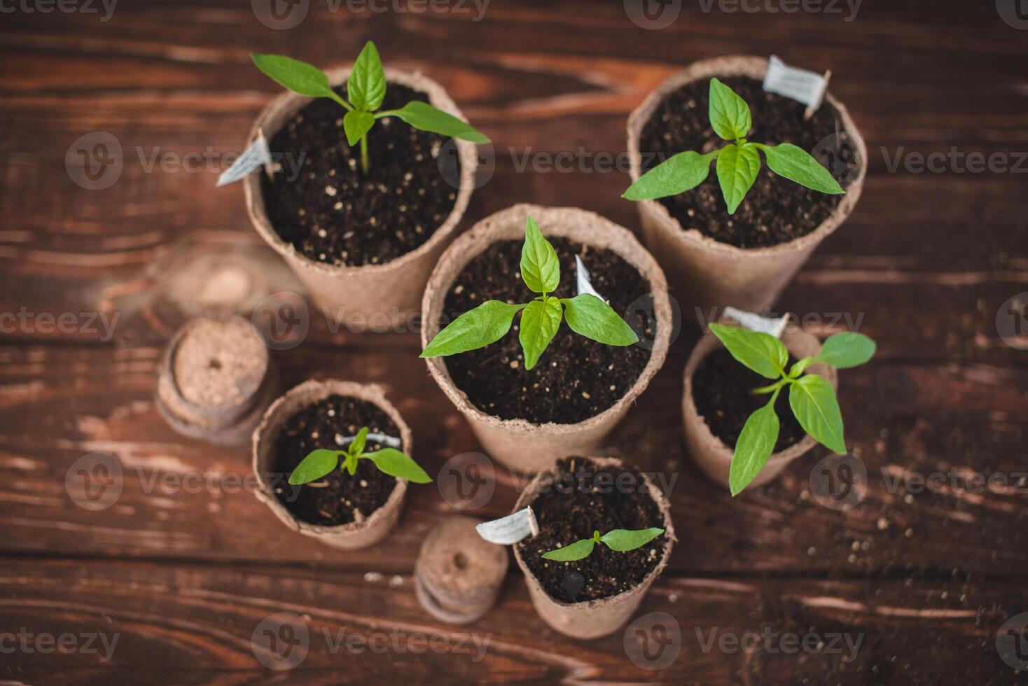Seedlings of peppers in peat pots on a wooden background. Seedlings of peppers. Spring gardening concept. photo