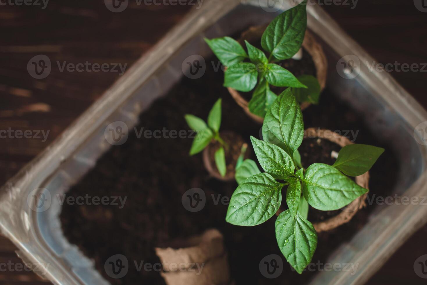 Seedlings of peppers in biodegradable peat pots on a wooden background. Growing domestic herbs and vegetables. photo