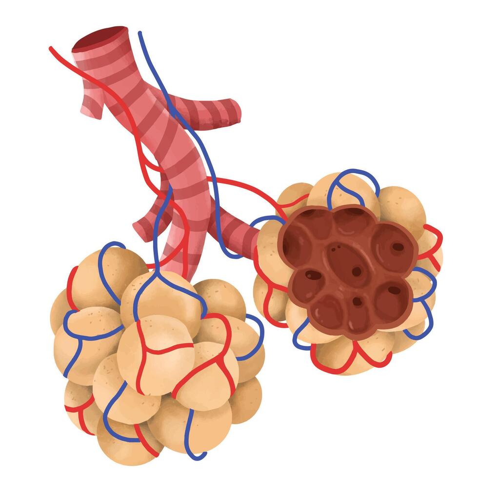 A pulmonary alveolus of Anatomy. vector