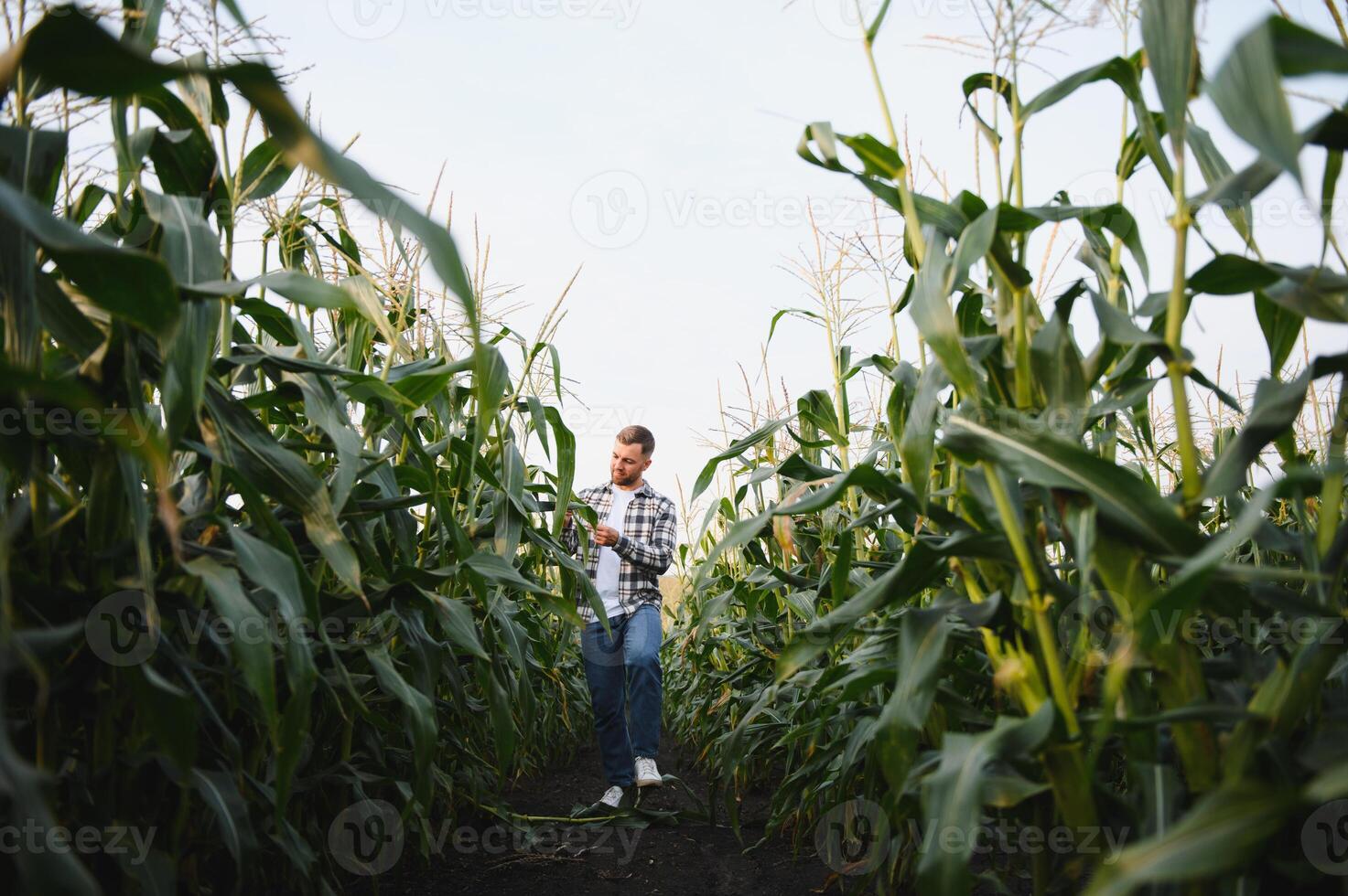 Yong handsome agronomist in the corn field and examining crops before harvesting photo