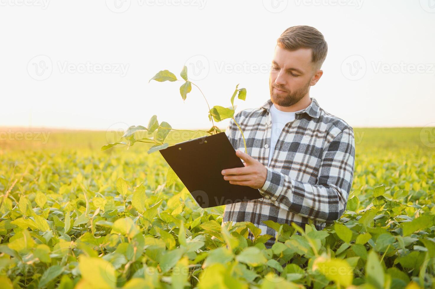 Farmer standing in soybean field at sunset photo