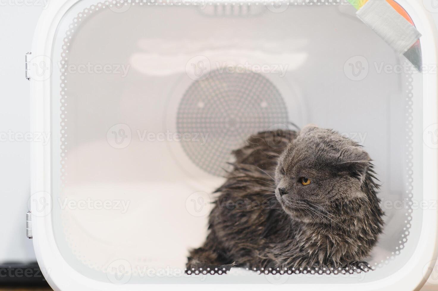 Automatic box dryer for cats and dogs. Grooming salon photo