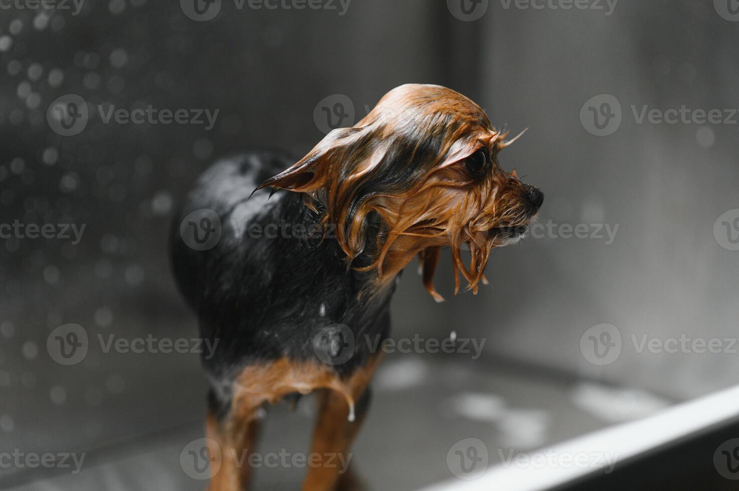 Funny portrait of a dog showering with shampoo. Dog taking a bubble bath in grooming salon photo
