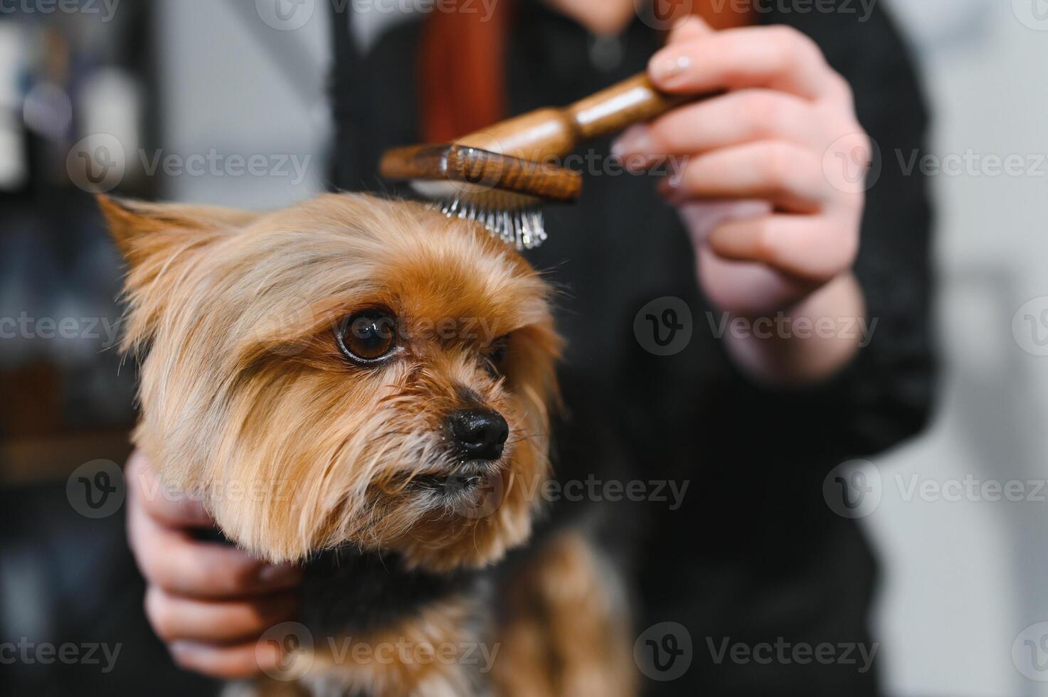 Yorkshire in the grooming salon. Caring for little friends. High quality photo