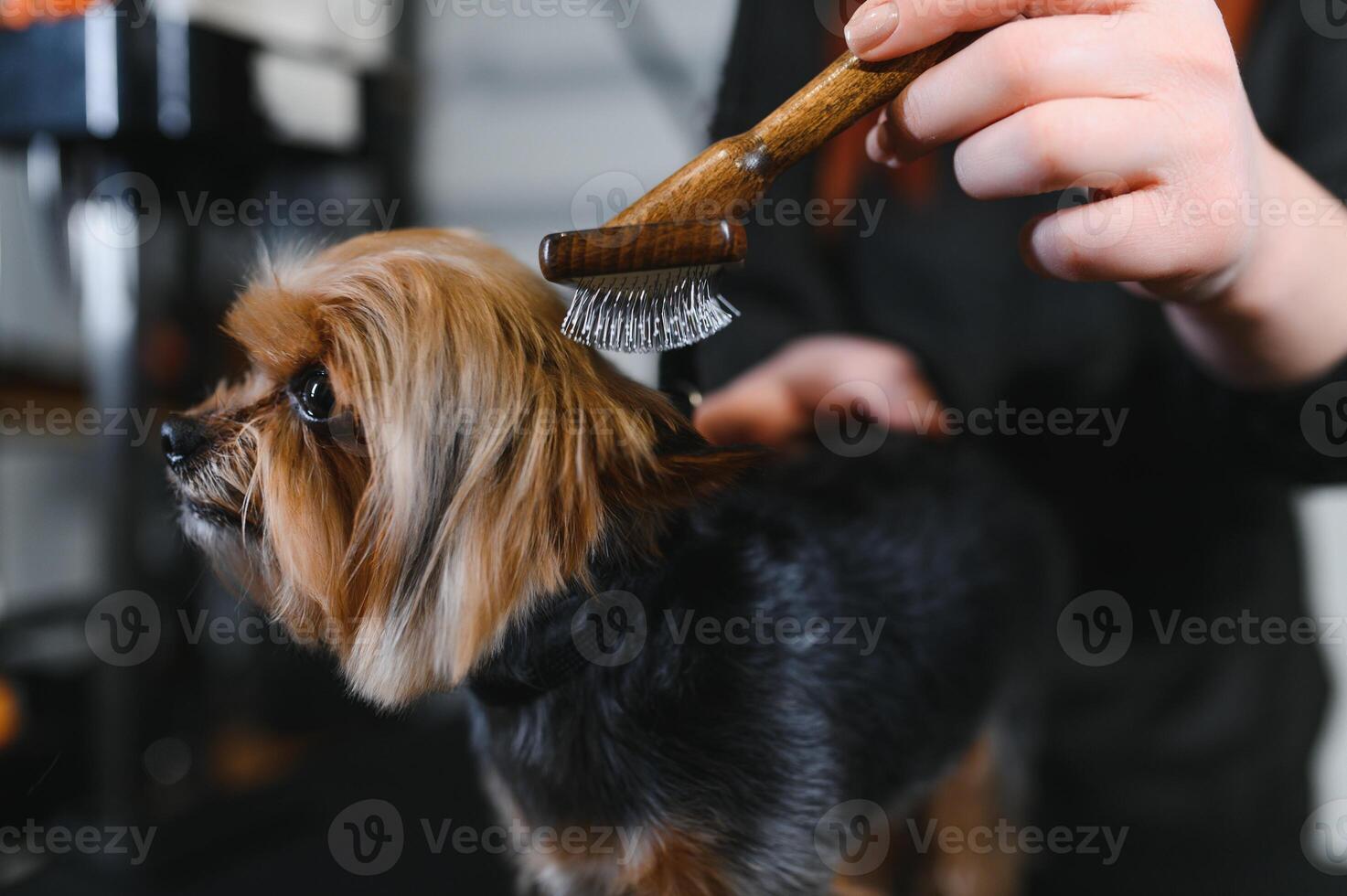 Grooming animals, grooming, drying and styling dogs, combing wool. Grooming master cuts and shaves, cares for a dog photo