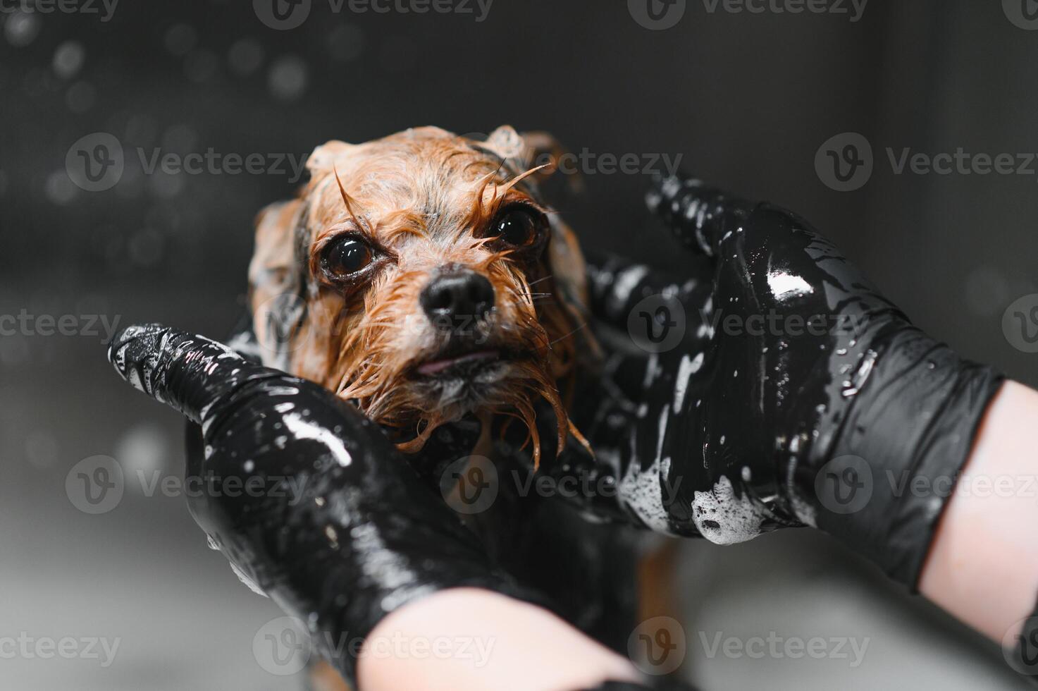 Funny portrait of a dog showering with shampoo. Dog taking a bubble bath in grooming salon photo