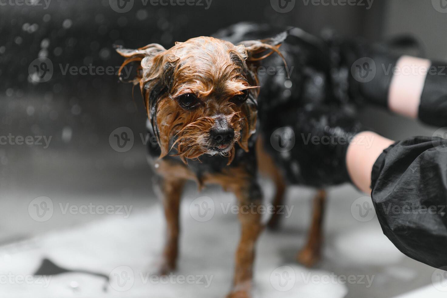 Groomer puts shampoo on fluffy wet fur of the funny dog. Dog taking a bubble bath in grooming salon photo