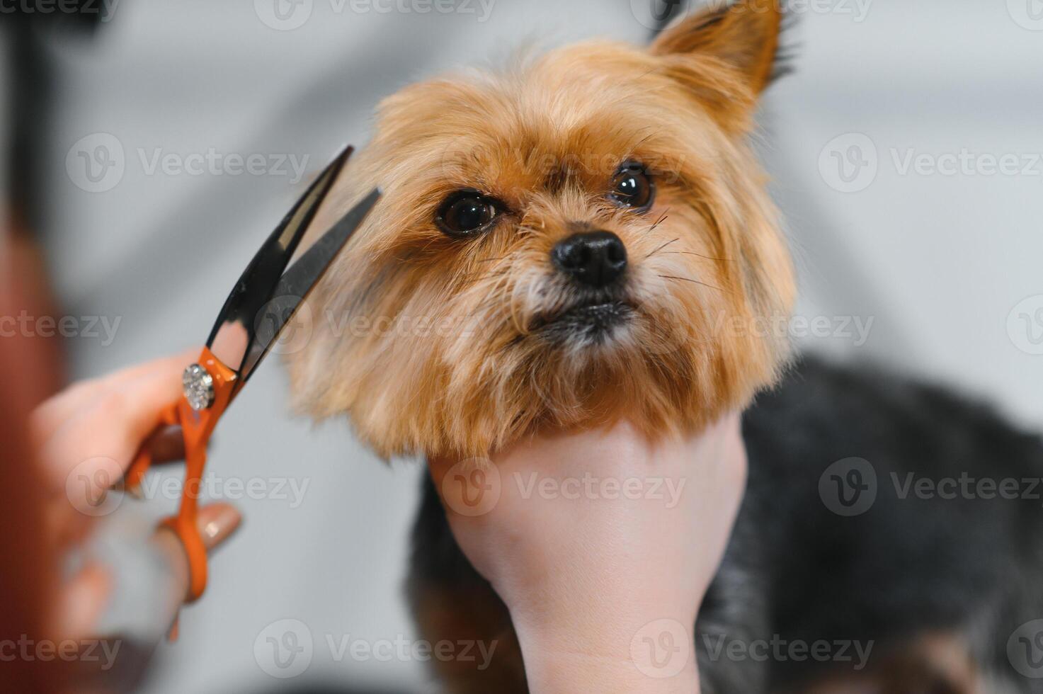 Yorkshire in the grooming salon. Caring for little friends. High quality photo