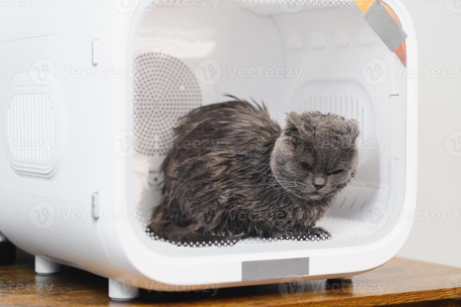 Automatic Pet Dryer Box for Cats and Small Dogs,Ultra Quiet Dog Hair Dryer,The owner is bathing a long-haired cat and blowing it in the pet cat dryer box,smart pet products photo