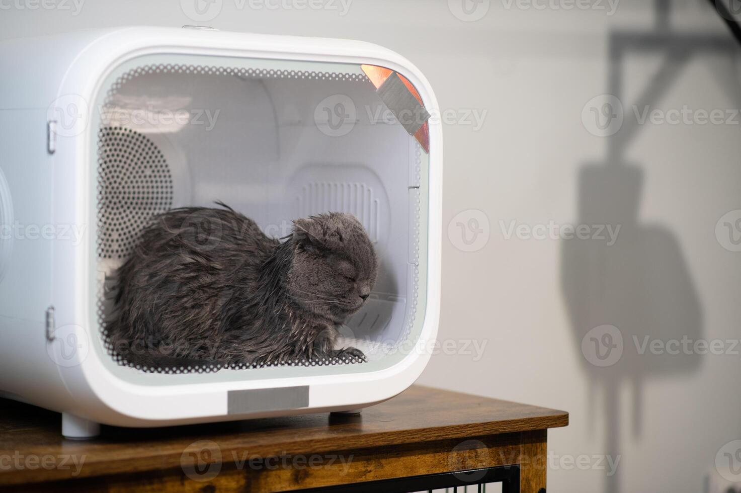 Automatic Pet Dryer Box for Cats and Small Dogs,Ultra Quiet Dog Hair Dryer,The owner is bathing a long-haired cat and blowing it in the pet cat dryer box,smart pet products photo