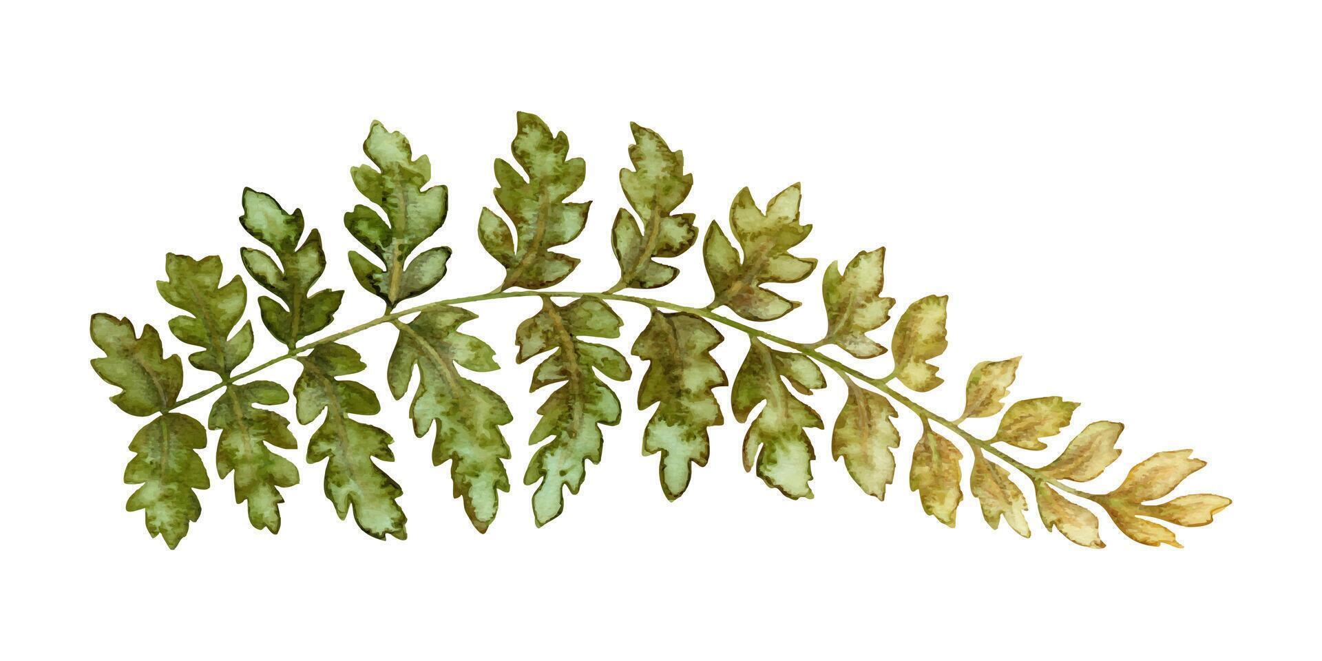 Wood fern leaf textured botanical illustration in earth tone. Hand drawn watercolor floral element of prehistoric plant. Perfect for the use of ecological material and sustainable designs. vector