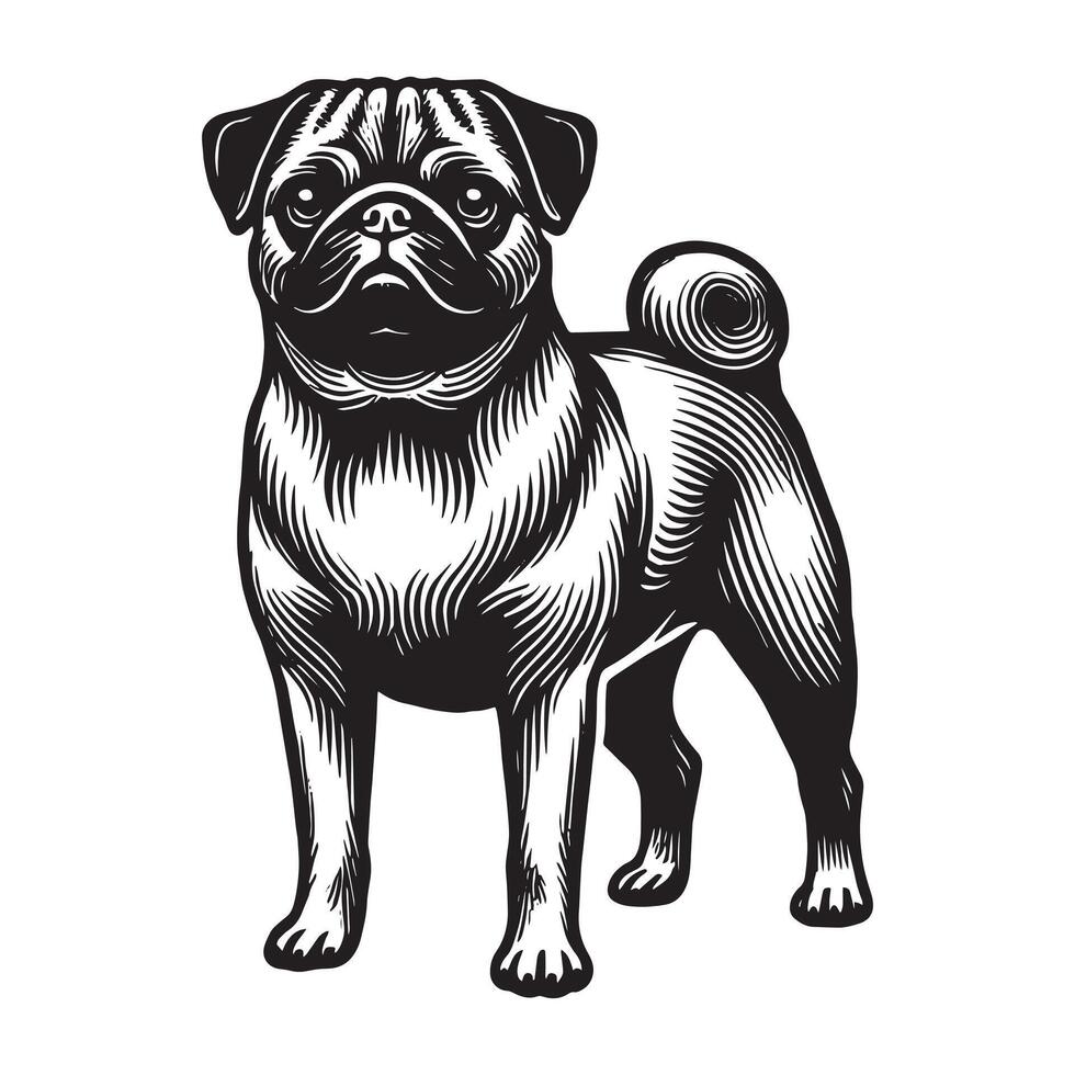 Pug standing dog vector