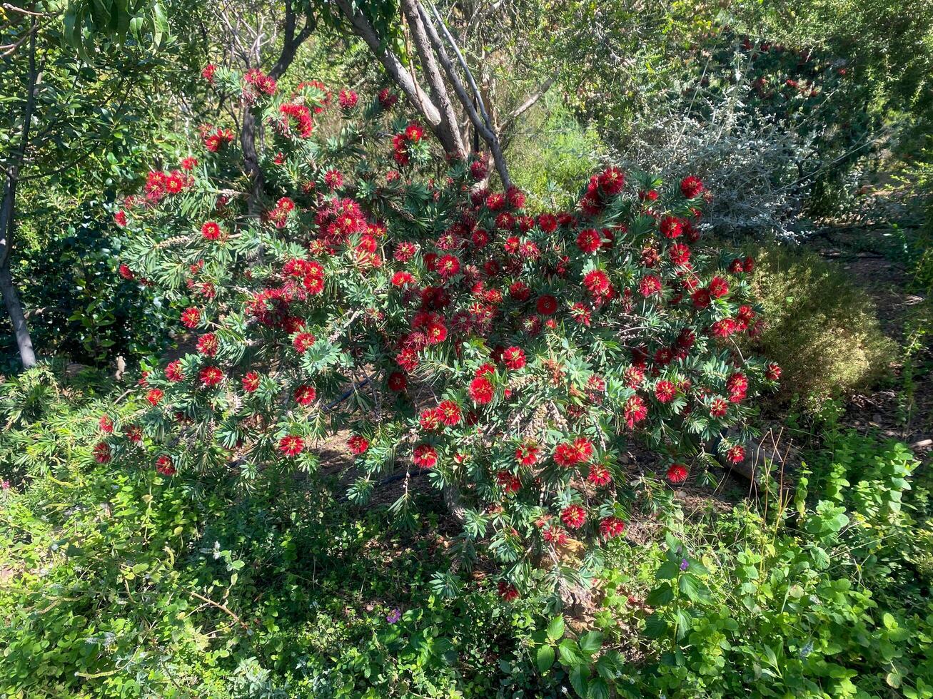 A bush of flowers in the forest. Nature. Forest photo