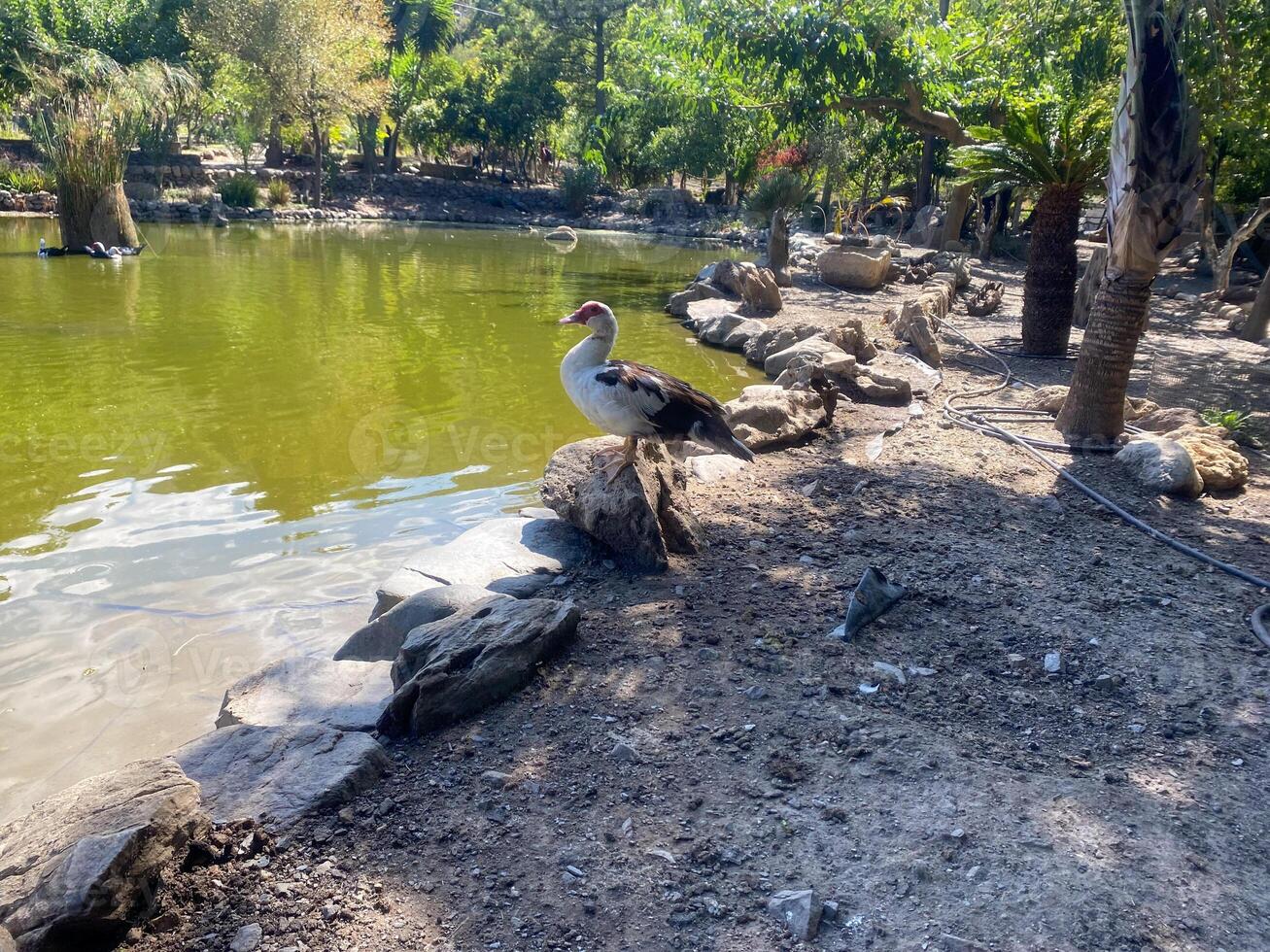 Duck in the lake. duck on the shore of the lake. Goose on the shore of the lake photo