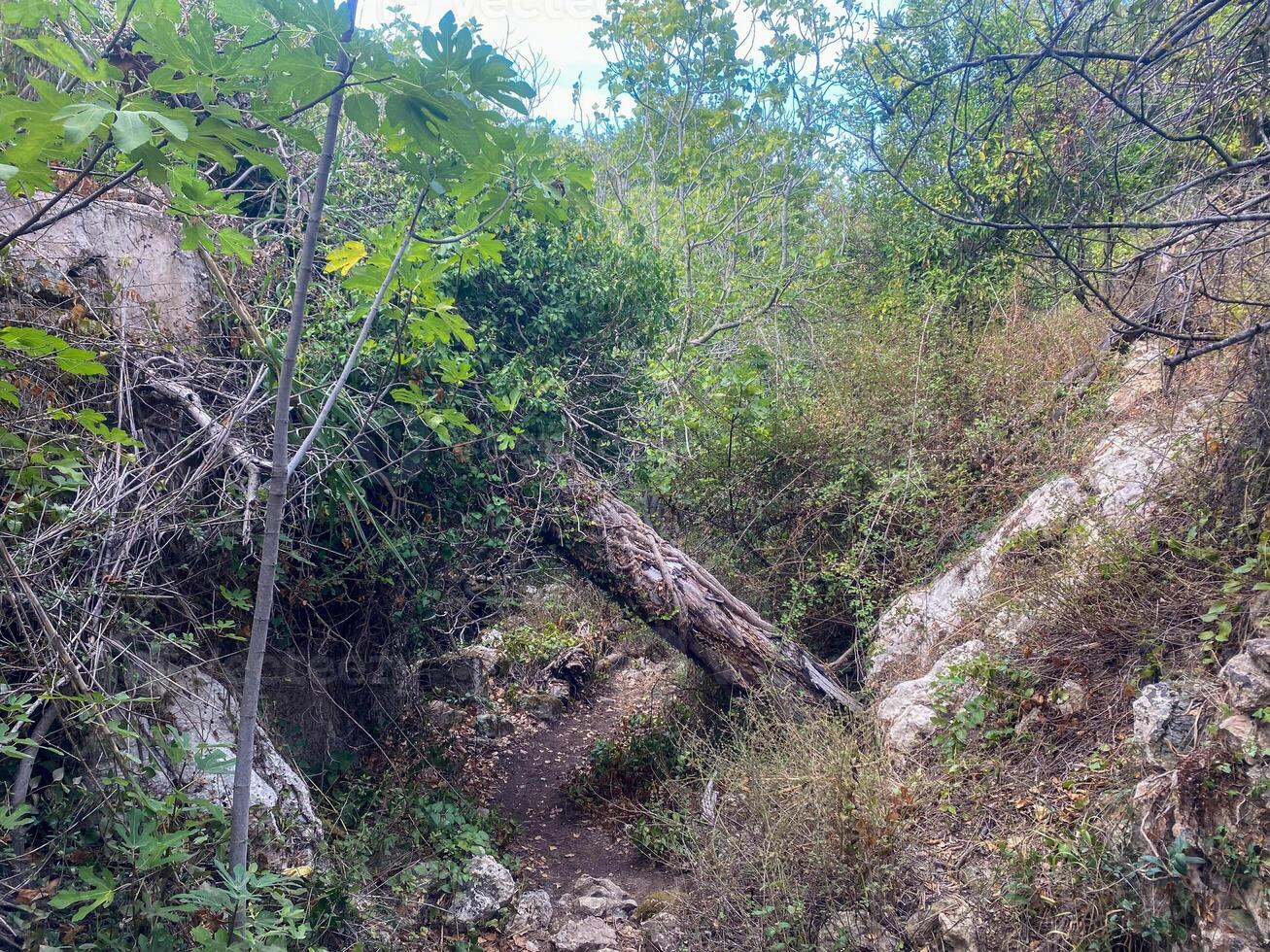 A broken tree in the woods photo
