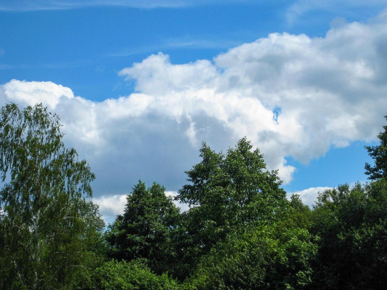 Tall trees. Blue skies. White clouds photo