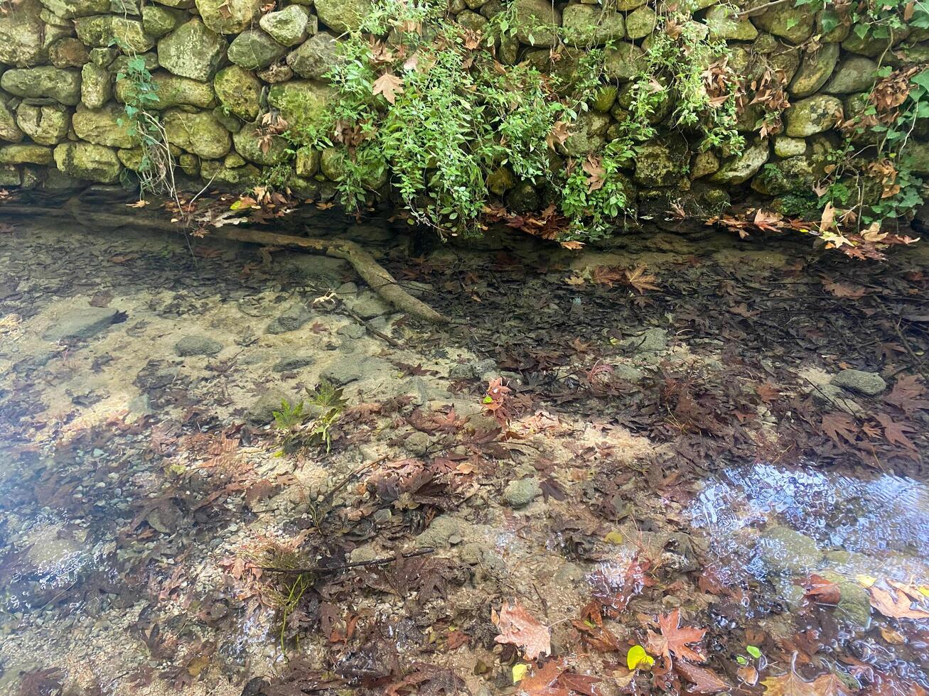 Fallen leaves in the river. River in the forest. Nature. River in a gorge photo