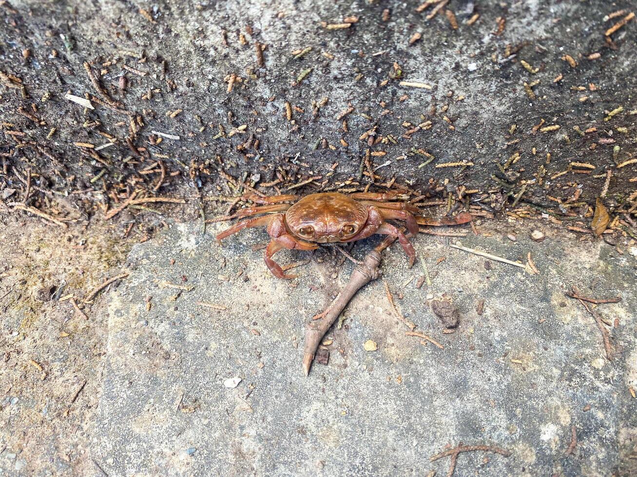 Crab in a gorge. Crab in a cave. A crab is frozen photo