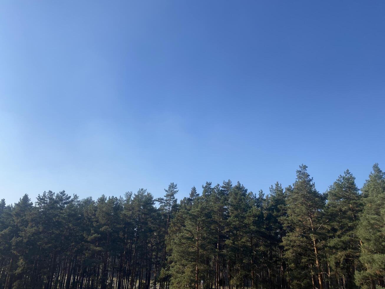 Blue sunny sky. Spruce forest photo