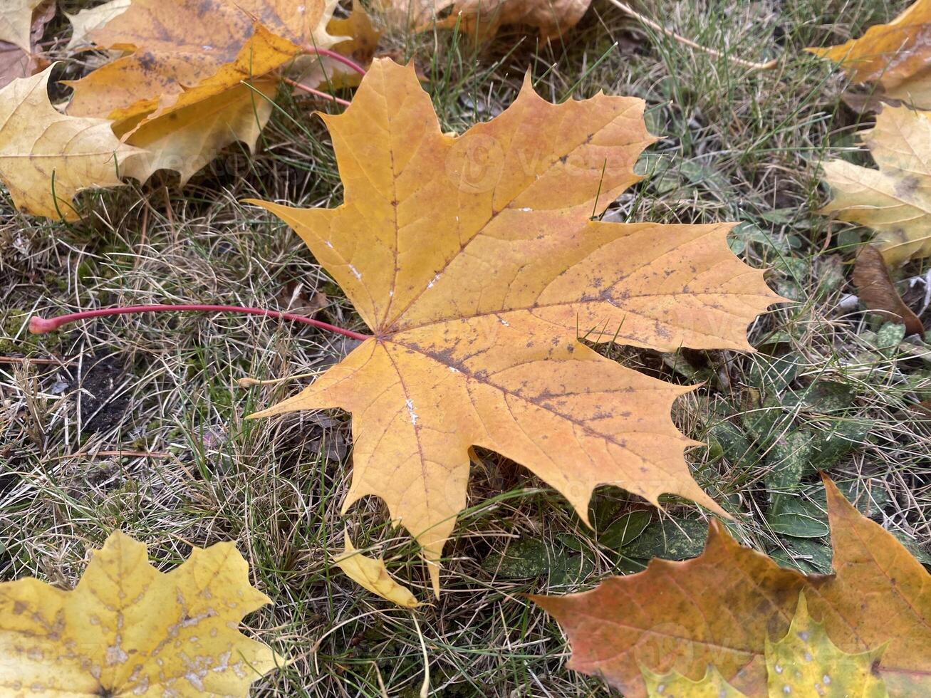 Maple leaf lying on the ground in fall photo