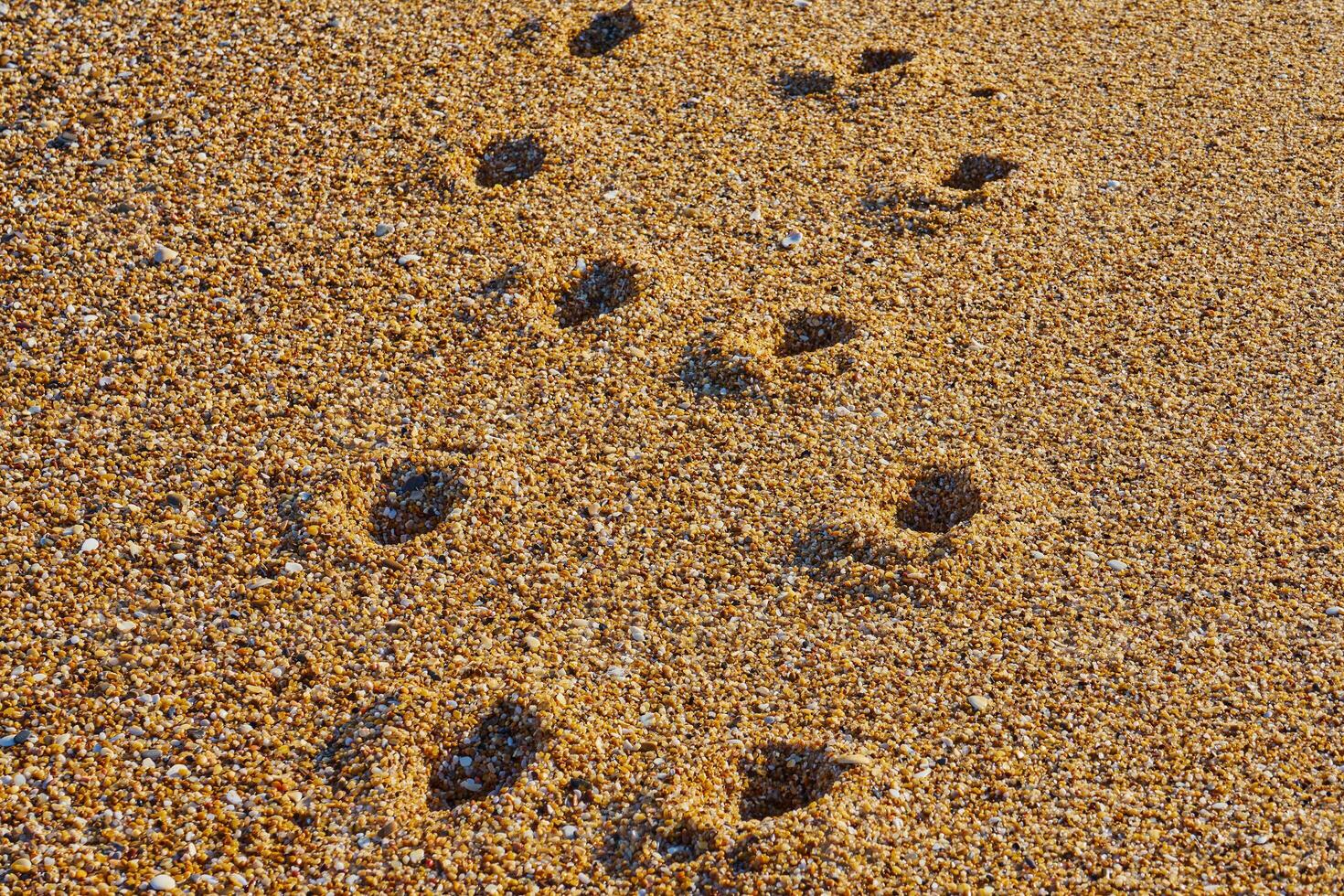 Footprints on Wet Pebble Beach in Warm Golden Light photo