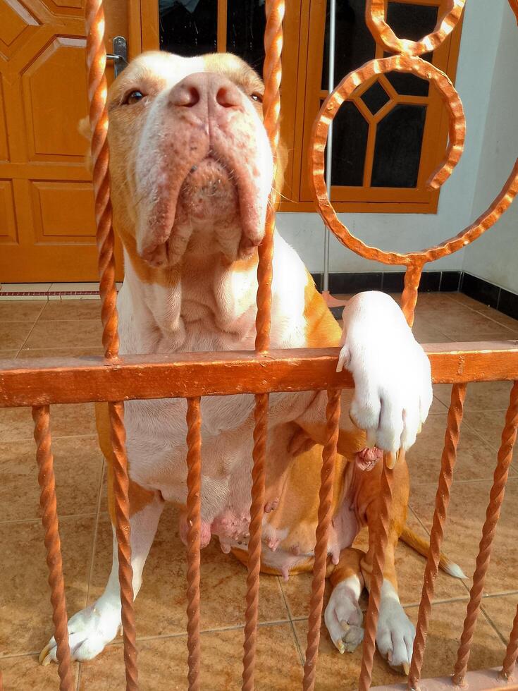 a dog sitting behind a metal gate photo